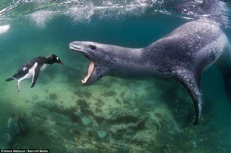 Leopard Seal Attacks Shark