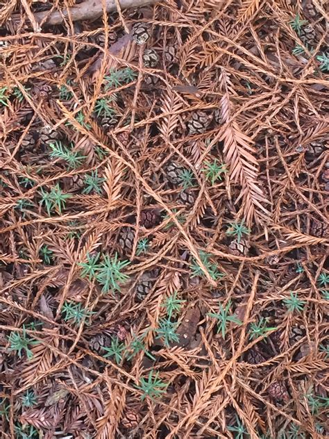 Redwood Seedlings Williams Canyon Photo: Lindsay Cope – Santa Lucia Conservancy