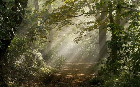 bosque de los rayos de luz del camino de la naturaleza deja árboles luz ...