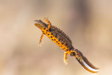 Newts | The Wildlife Trusts