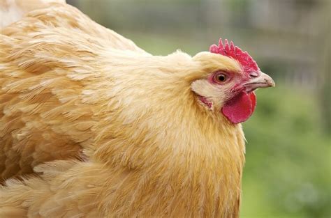 Complete Buff Orpington Care Guide: Egg Laying, Personality… | Chickens And More