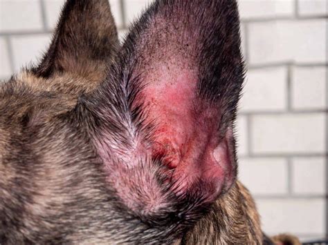 Otitis Externa in Dogs