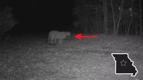 Trail Cam Video Shows Huge Mountain Lion Near Columbia, Missouri