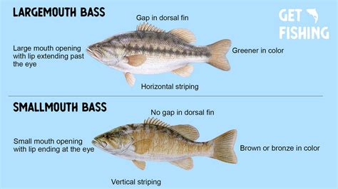 Smallmouth Bass vs Largemouth Bass – What Is The Difference