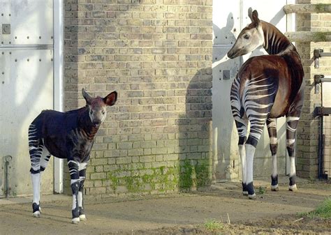 Baby okapi born at Chester Zoo may help preserve rare…