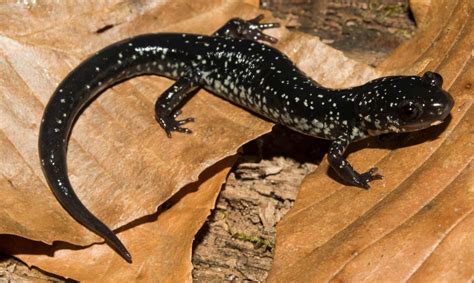 White-Spotted Slimy Salamander | Virginia DWR