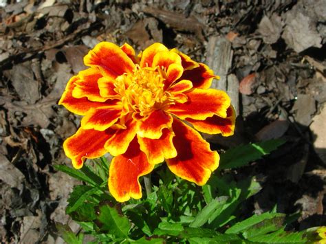 Flower of French Marigold | Nature Photo Gallery