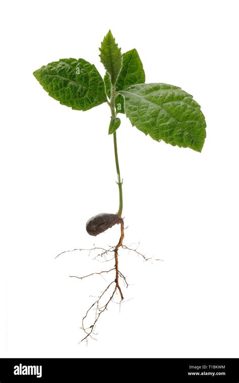 Plum tree seedling Cut Out Stock Images & Pictures - Alamy