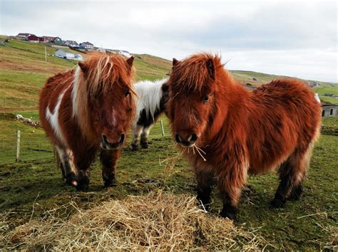 retrowar | Shetland pony, Mini shetland pony, Cute horses