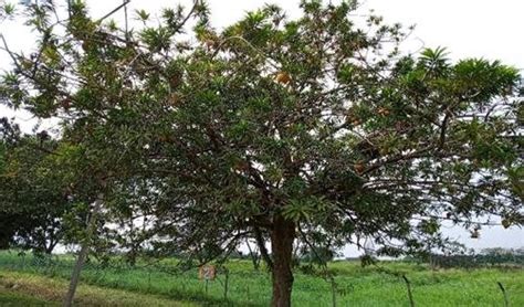 Canistel tree at Taman Pertanian Universiti, Universiti Putra Malaysia,... | Download Scientific ...