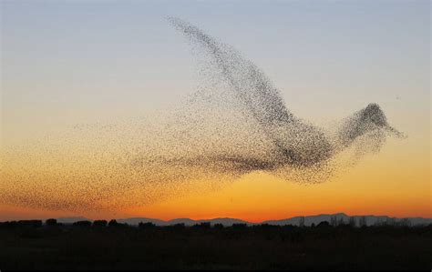 Interesting Photo of the Day: Starlings Form Giant Bird