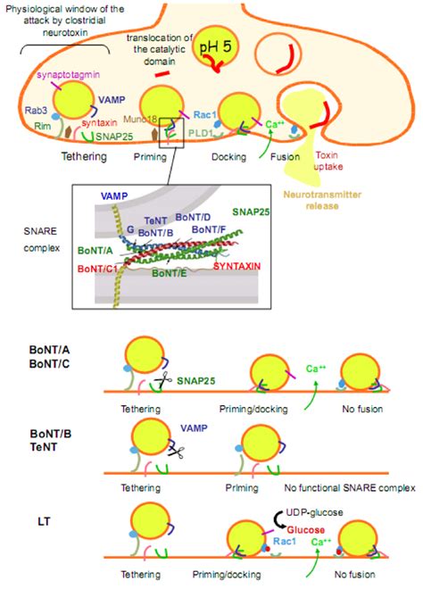 Toxins | Special Issue : Neurotoxins of Biological Origin