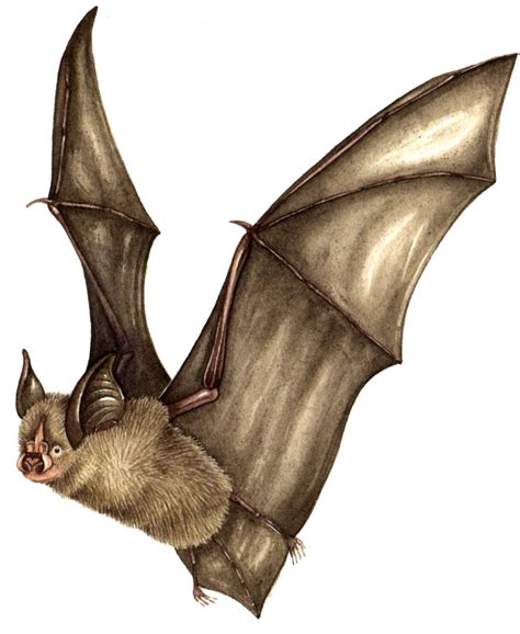 Lesser Horseshoe bat Rhinolophus hipposideros - Lizzie Harper