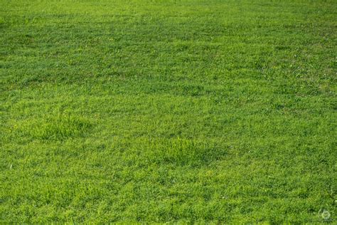 Green Grass Texture - High-quality Free Backgrounds