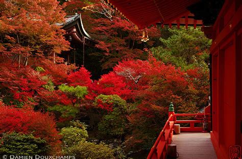 Fall Foliage In Kyoto