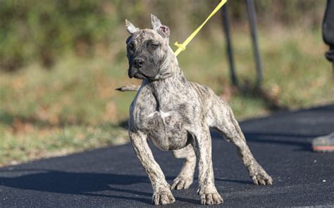 How Much Do Perro De Presa Canario Puppies Cost