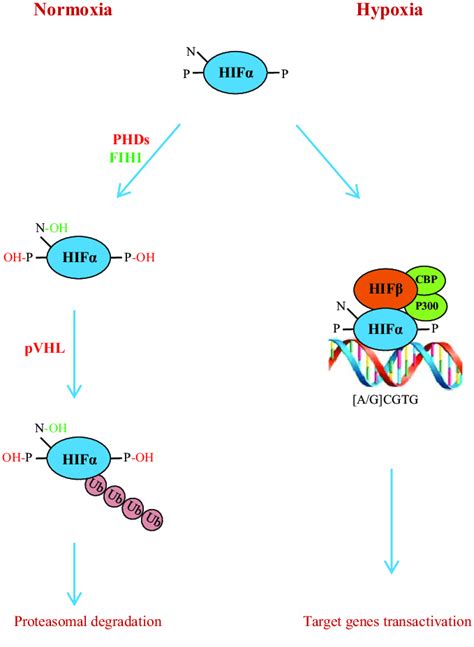 Schematic diagram of the HIF pathway. Under normoxic conditions, the ...