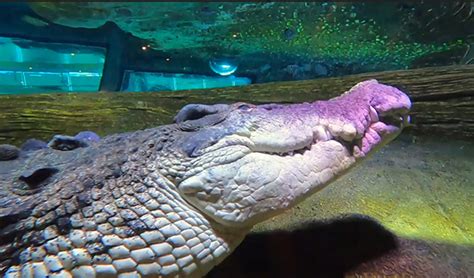 SEA LIFE Melbourne Aquarium celebrates World Crocodile Day - Australasian Leisure Management