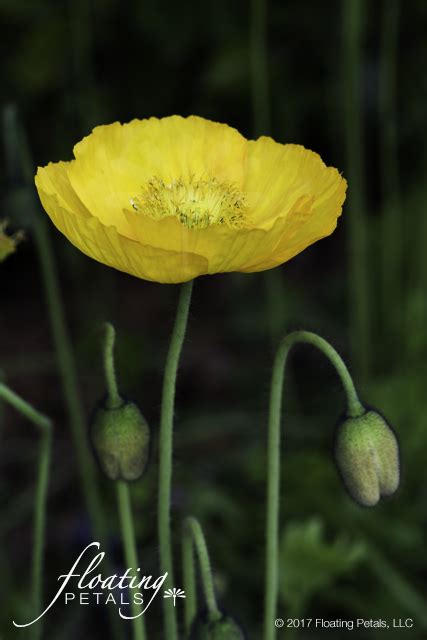 Iceland Poppy | Floating Petals Wednesday's Flower