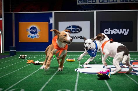 How to Watch the 2023 Puppy Bowl on Super Bowl Sunday