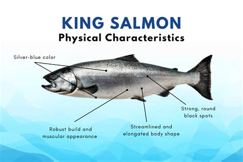 What is King Salmon? – Alaskan Salmon Co.