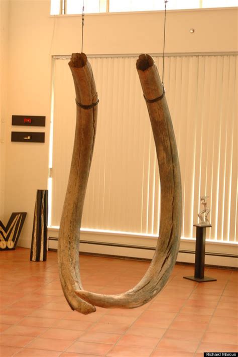 Woolly Mammoth Tusks Listed For Sale In Bitcoin, Dollars