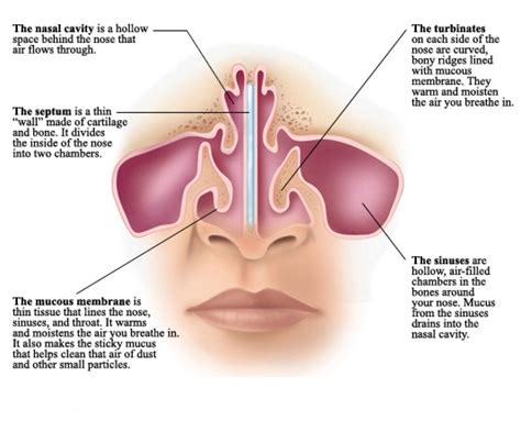 anatomy reference | Nasal cavity, Sinus cavities, Sinusitis