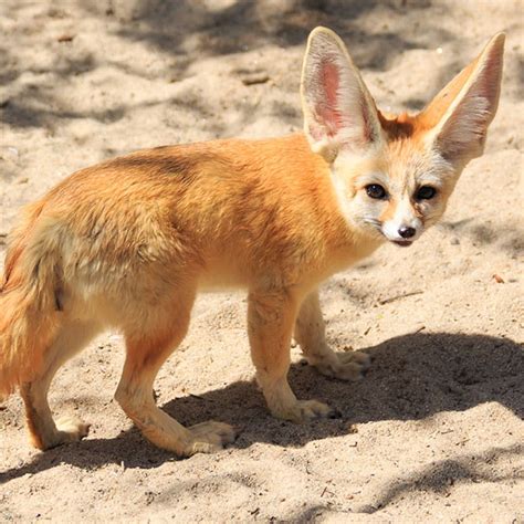 Tulsa Zoo Fennec Fox