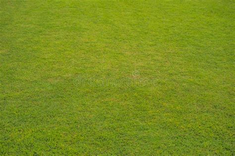 Grass from above stock photo. Image of wideangle, meadow - 2655130