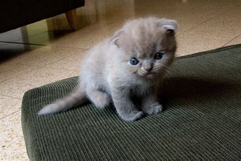 The Cutest Scottish Fold Kittens Videos of 2014