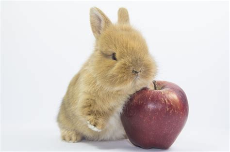 What Fruits Can Rabbits Eat?