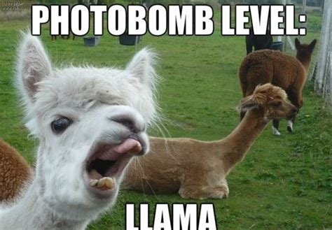 21 Funny Llama Memes If You Don't Need No Drama