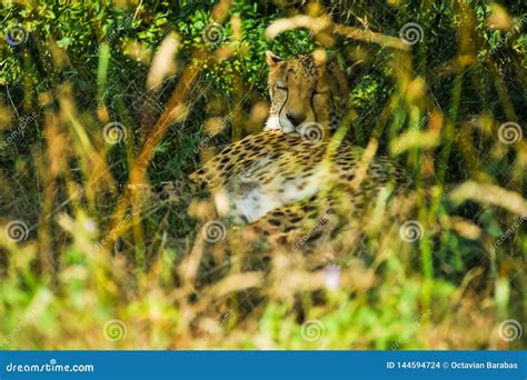 Cheetah Sleeping Under a Tree in Shadow Stock Photo - Image of carnivore, animals: 144594724