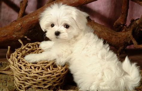 10 Amazing Things About Maltese Dogs - Maltese Facts