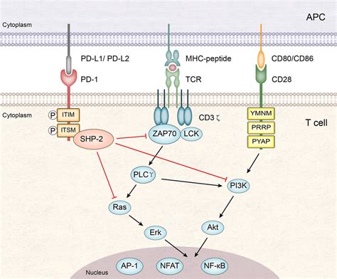 Pd Signaling Pathway In T Cells When Engaged With A Ligand Pd Download Scientific Diagram ...