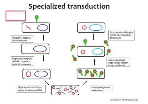 Transduction: generalized and specialized transduction - Online Biology ...