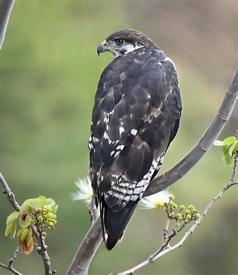 Augur Buzzard | Bird of Prey | Owen Deutsch Photography