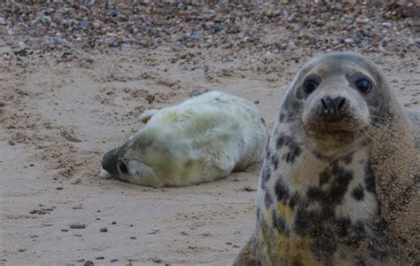 Blakeney Point: Where to see seals in Norfolk | GoodtoKnow