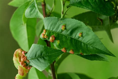 How to Deal With Leaf Galls (Bumps on Your Tree's Leaves)