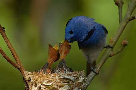 How to Attract Birds to Your Garden - BackyardPatioLife