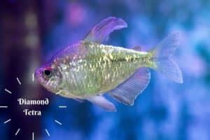 Diamond Tetra Must Know Care Facts, Behavior, Breeding