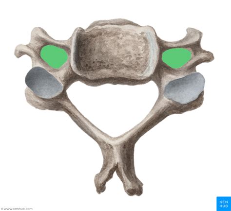 Level 3 - Skeletal Anatomy - Memrise