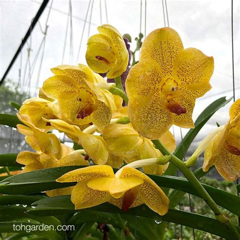 Hanging Vanda Hybrid (Seasonal) - Toh Garden : Singapore Orchid Plant & Flower Grower