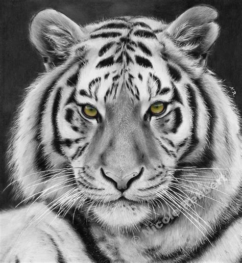 Black and White Tiger (drawing) by Quelchii on DeviantArt