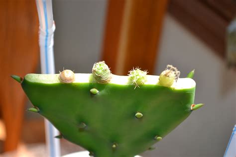 Grafted cacti Succulent Bonsai, Propagating Succulents, Cacti And Succulents, Planting ...