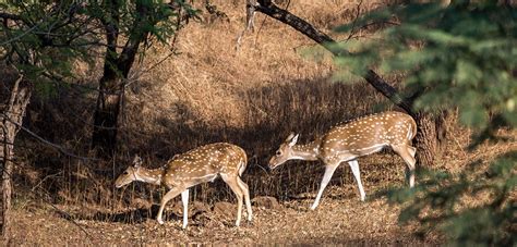 14 Wildlife Sanctuaries in Gujarat You Should Visit to Answer The Call ...