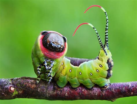 Gusano Que Se Convierte En Mariposa - Cuela