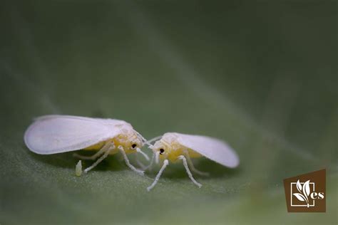 8 Whitefly Damage Symptoms: Signs To Look Out For - Evergreen Seeds