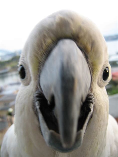 Captain Bringdown's Daily Downers: Why Is This Parrot Laughing?