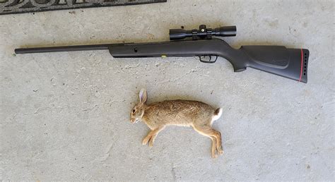 Gamo Varmint .177 doing work! : r/Hunting